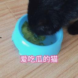 娱乐吃瓜猫咪视频大全下载